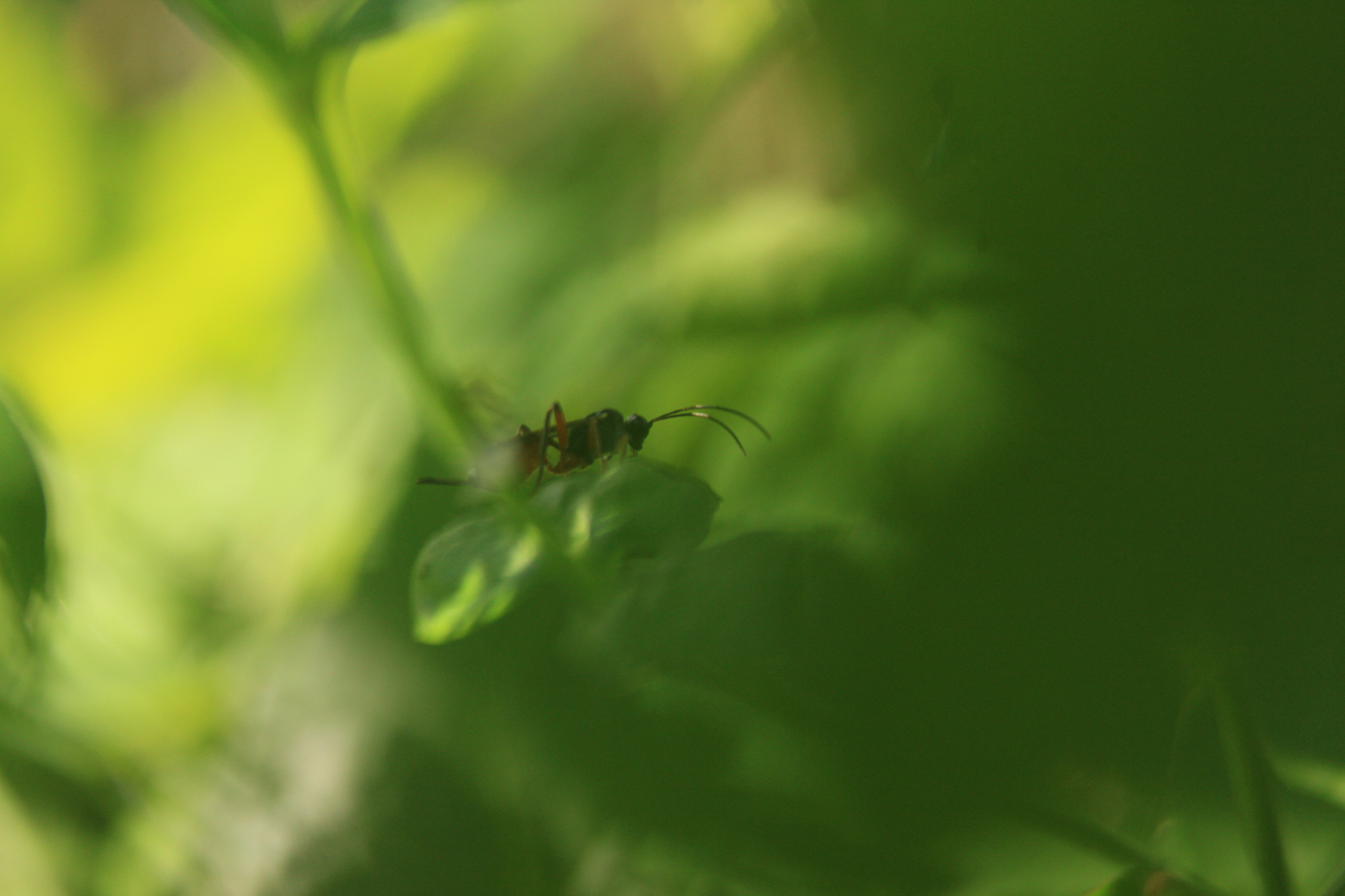 bugs life
