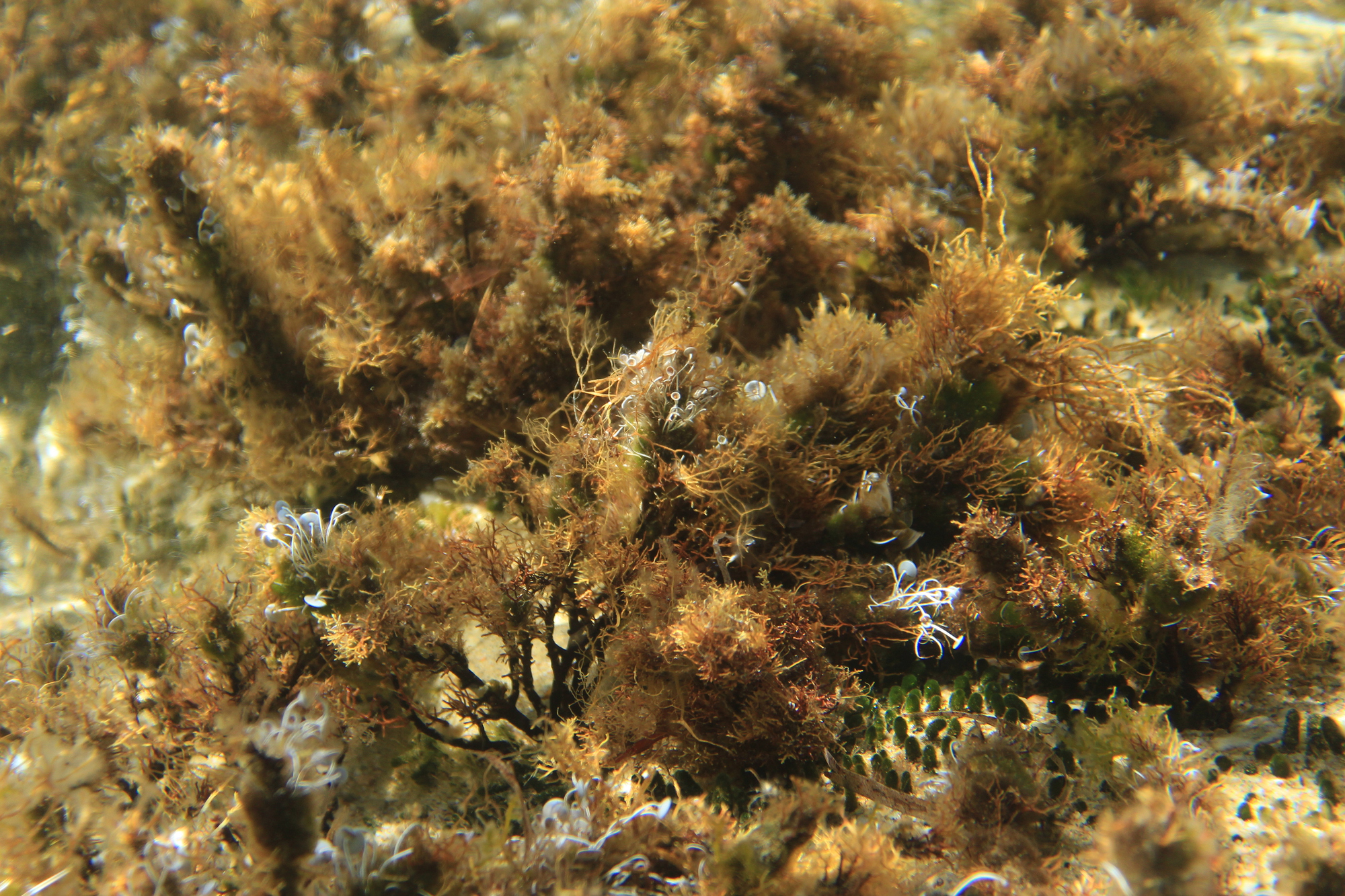 поляна с борчета и гигантски дървета