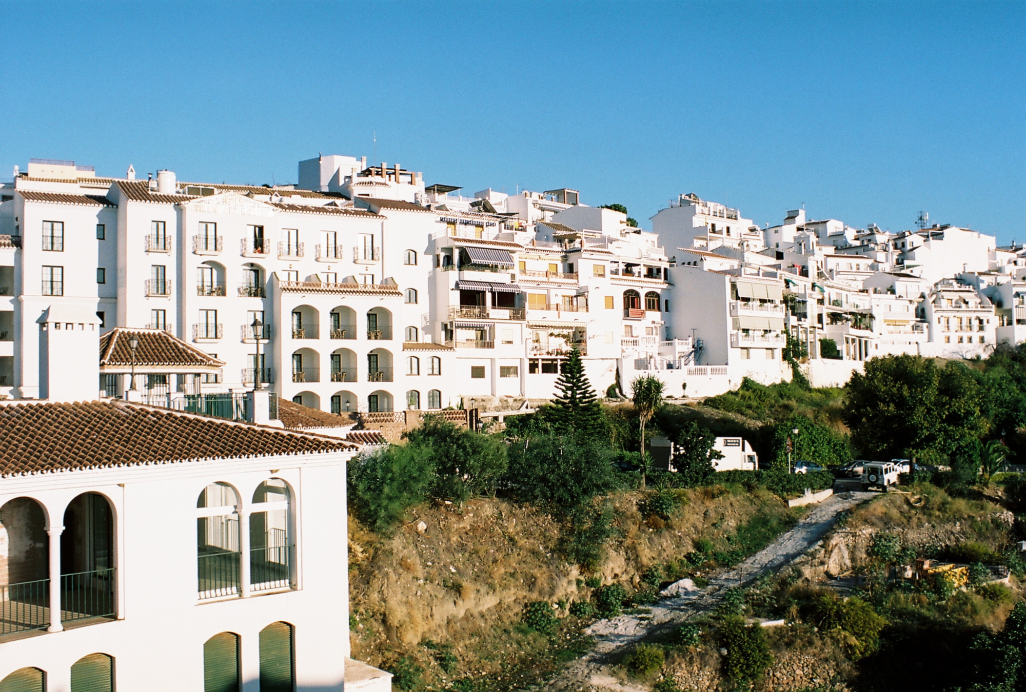 spanish mosquito (98)