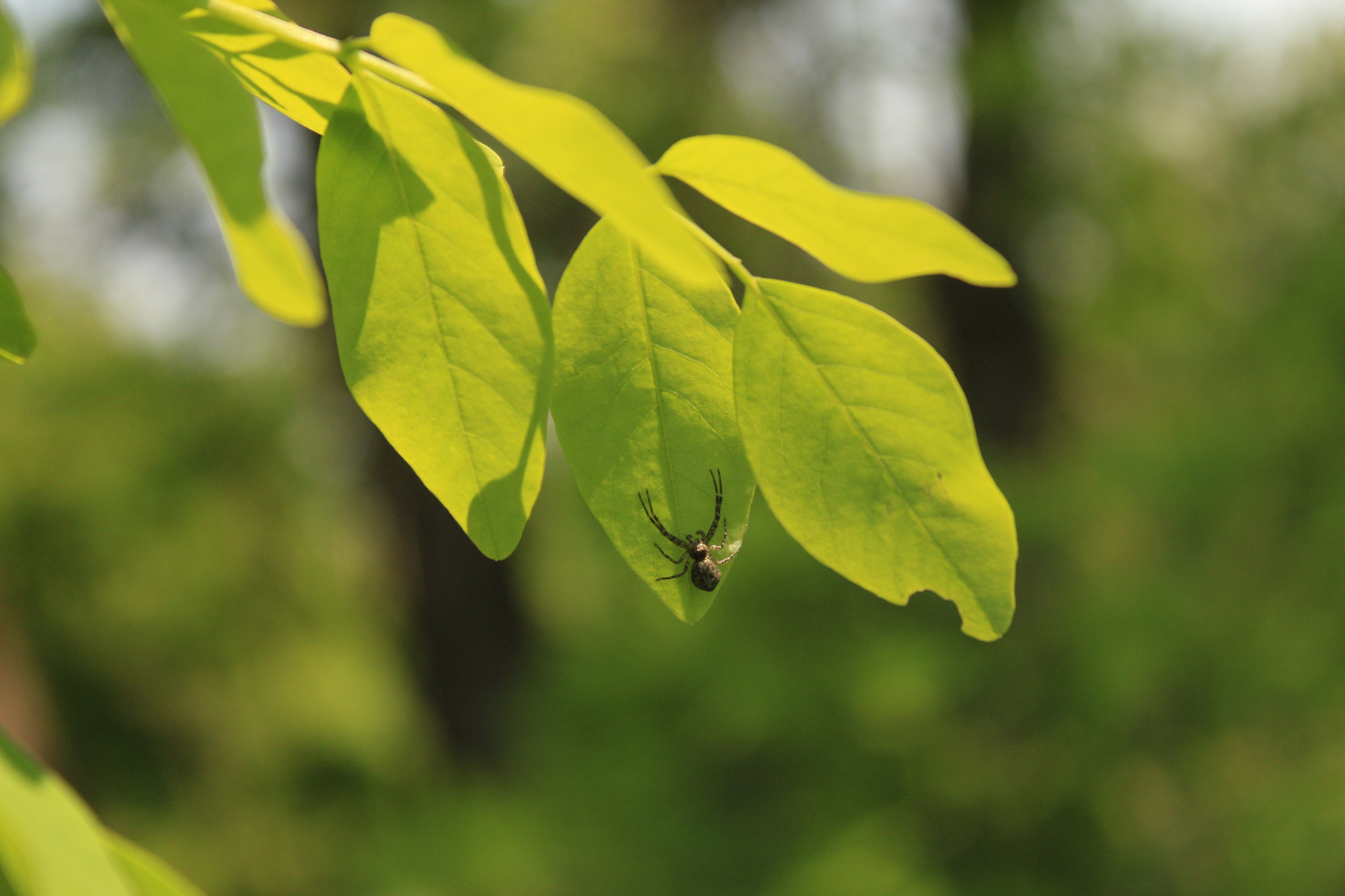 bugs life