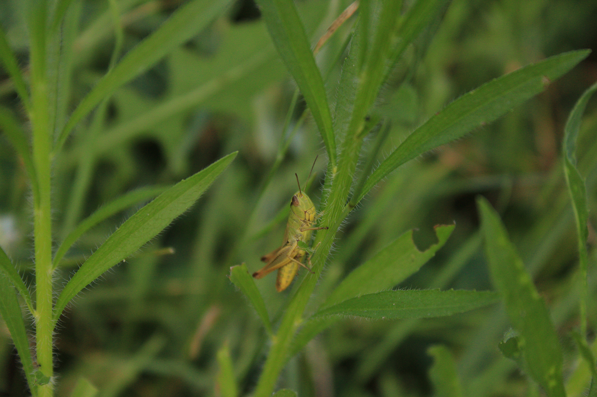 bugs life