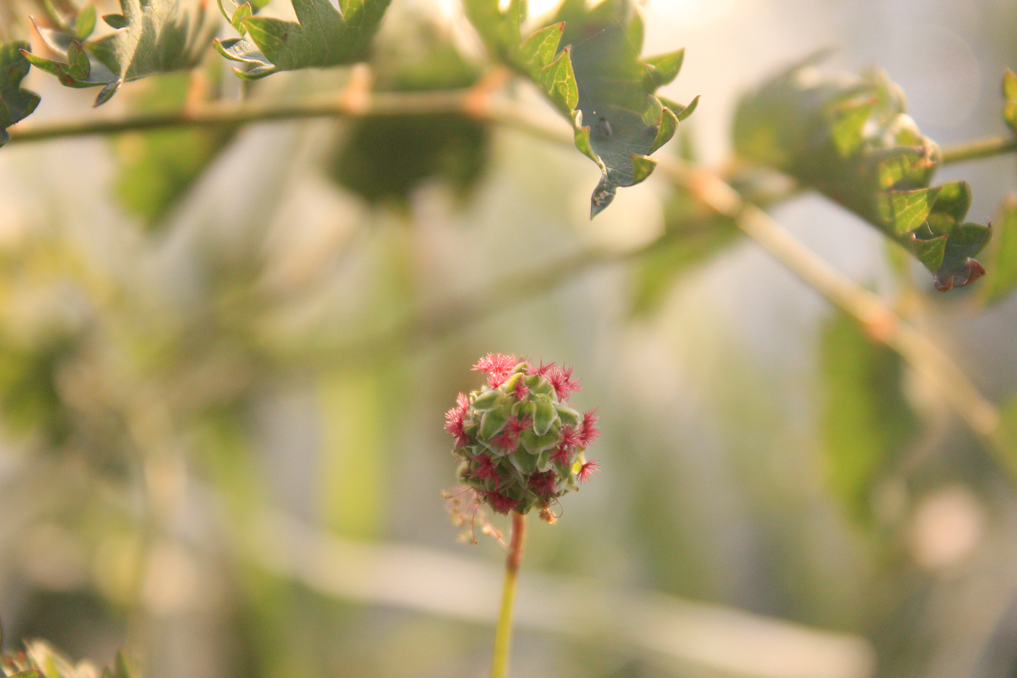 Rhodopean flora