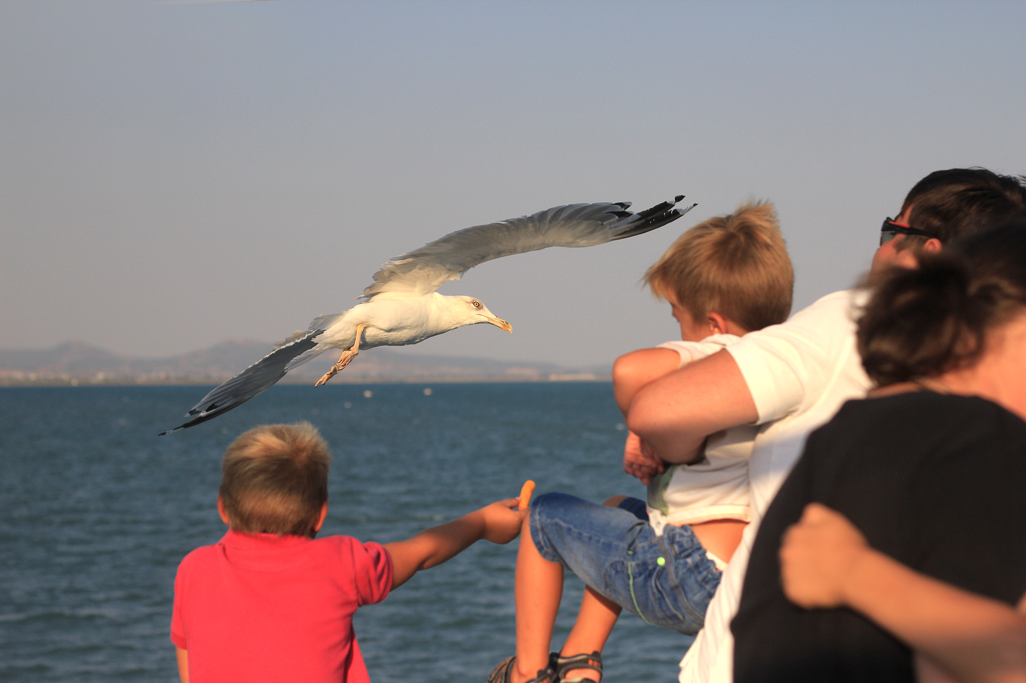 нахраниха чайките